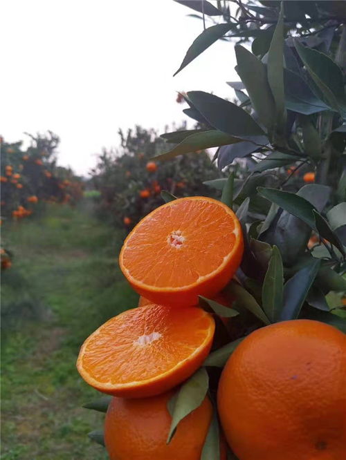 人与送菜公司及蔬菜农产品茶叶种植的协同发展