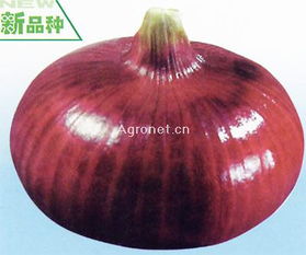 红玉葱类种子 优质蔬菜种苗选择指南