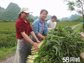 从田间到餐桌 广州一站式生活配送服务的产业链整合