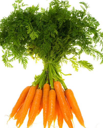 秋日食养正当时 聚焦时令蔬菜与茶叶种植的养生智慧