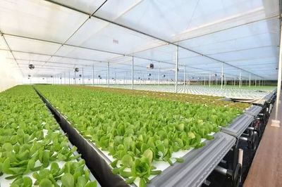 年产19茬蔬菜的工厂到底有多“恐怖”？全面揭秘京东植物工厂