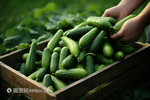 绿叶蔬菜采摘苗木的管理与优化策略