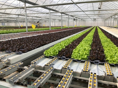 孙桥农业智能化蔬菜工厂建设圆满完工，苗木产业迈向新纪元